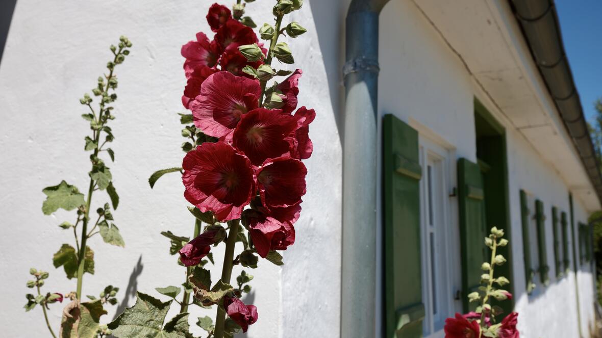 43_haus_im_moos_blumen_rot_quer-c-axel_moelkner-kappl