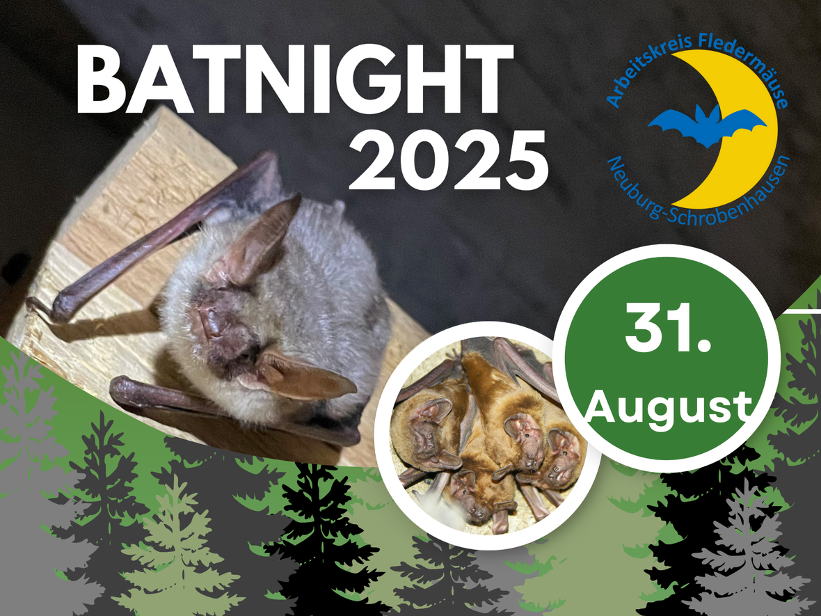 batnight_fledermausnacht