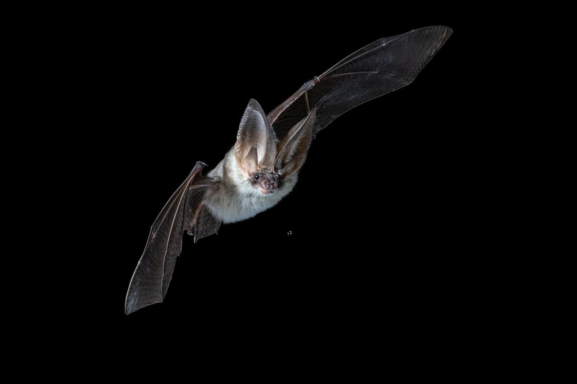 titelbild_graues-langohr_tilmann-ditting